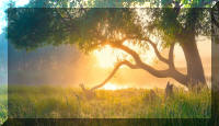 15 Interesting Nature Facts You Should Know - One Tree Planted